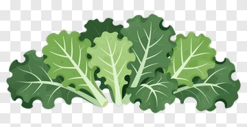 Fresh Kale Leaf PNG