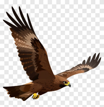 Eagle In Flight PNG
