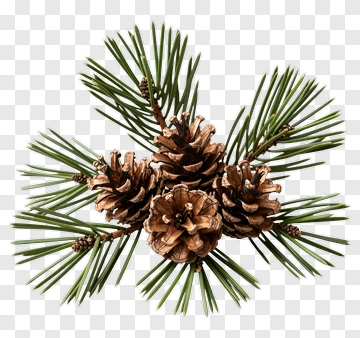 Pine Cones And Needles PNG