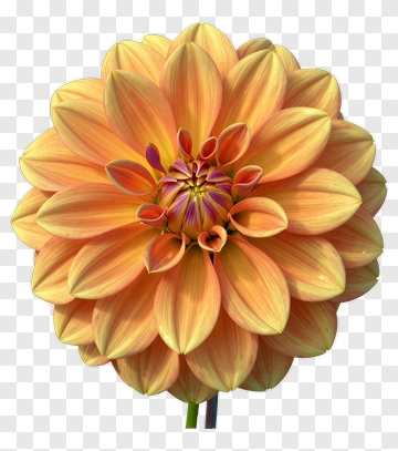 Orange And Yellow Dahlia PNG