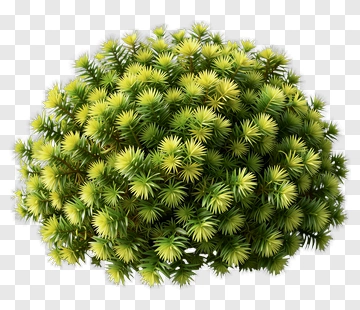 Green And Yellow Bush PNG