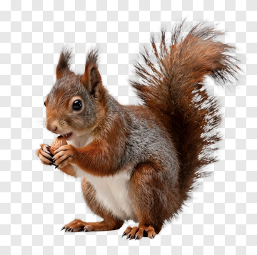 Red Squirrel Eating Nut PNG