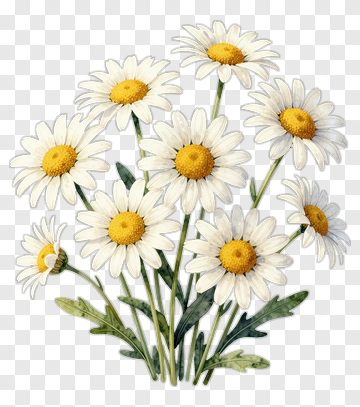 Daisy Flower Bouquet PNG