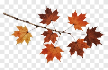 Maple Leaf Branch PNG