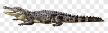 Crocodile With Open Mouth PNG