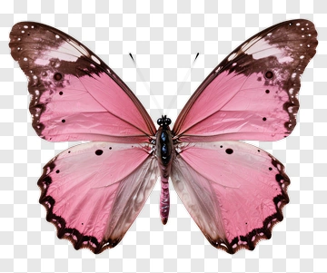 Pink Butterfly With Brown Edges PNG
