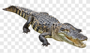 Alligator With Open Mouth PNG