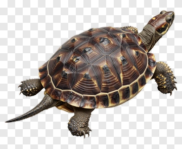 Turtle With Patterned Shell PNG