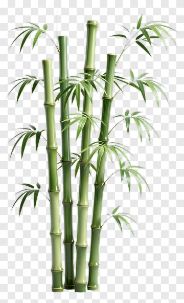 Bamboo Plant With Green Stalks And Leaves PNG