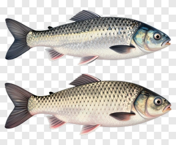 Two Realistic Carp Fish PNG