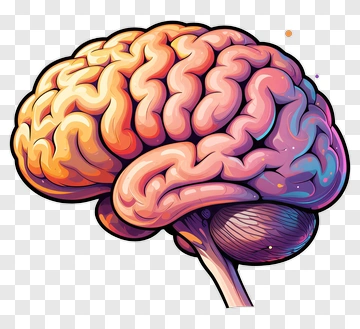 Cartoon Brain With Color Gradient PNG