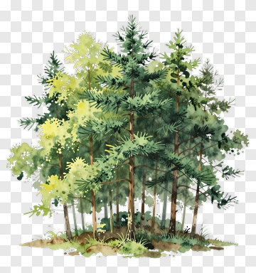 Watercolor Pine Trees PNG