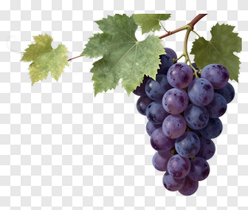 Cluster Of Purple Grapes With Green Leaves PNG
