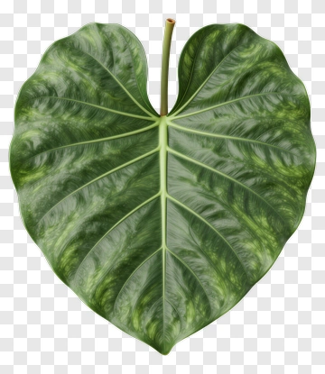 Heart-shaped Leaf With Intricate Veins PNG