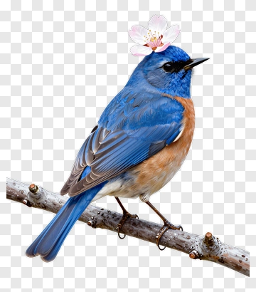 Bluebird With Flower On Head PNG