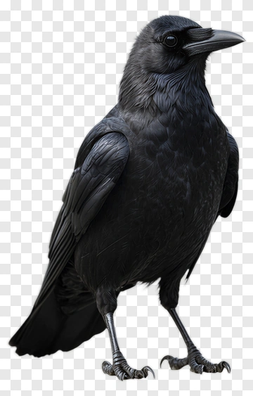 Black Crow Standing PNG