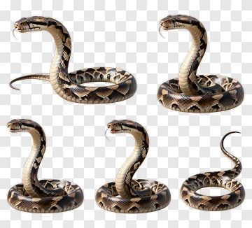Five Snakes In Various Poses PNG
