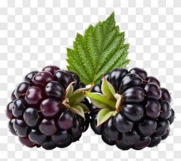 Blackberry With Leaf PNG