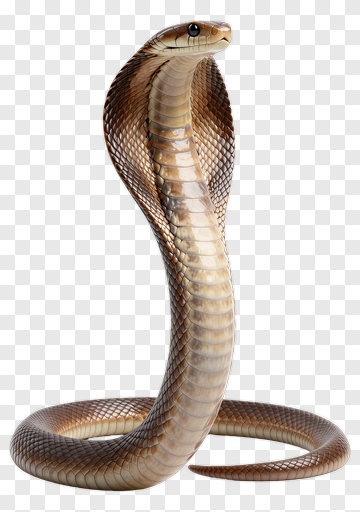 Cobra With Raised Hood PNG
