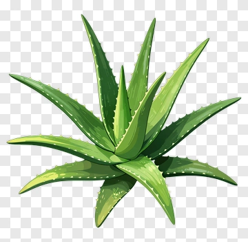 Aloe Vera Plant PNG
