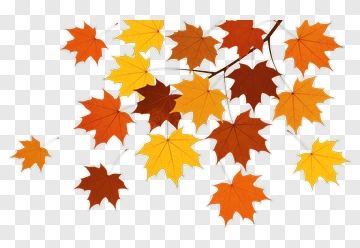 Fall Maple Leaves On Branch PNG