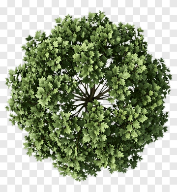 Top View Of A Lush Green Tree PNG