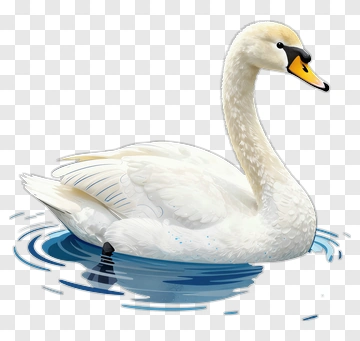 White Swan Floating On Water PNG