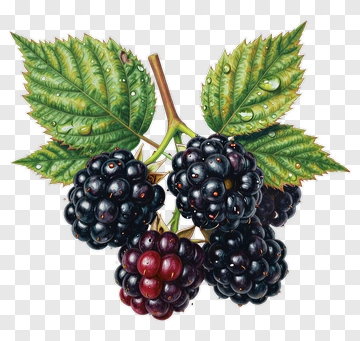 Blackberry With Green Leaves PNG