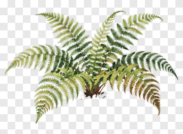 Watercolor Fern Illustration PNG