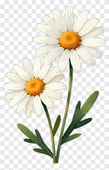 Two Daisy Flowers PNG