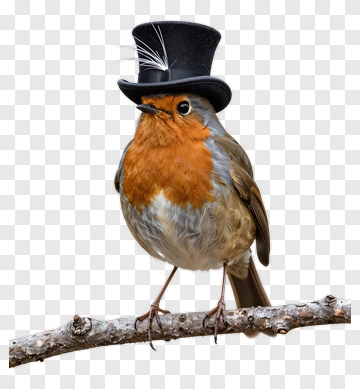 Robin Wearing A Top Hat PNG