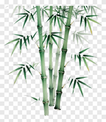 Bamboo PNG