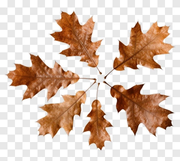 Oak Leaves Arranged In A Circle PNG