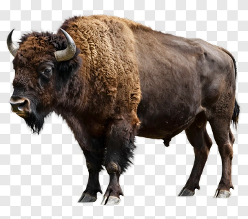 Bison PNG