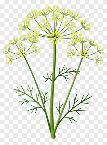 Dill Plant Illustration PNG
