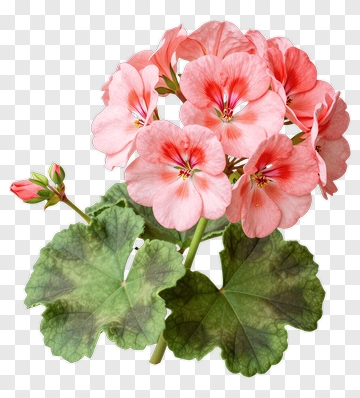 Pink Geranium With Green Leaves PNG