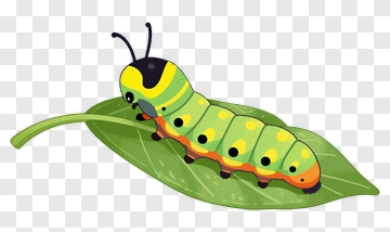 Cute Caterpillar On Leaf PNG
