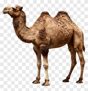 Camel PNG