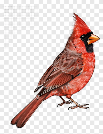 Hand-drawn Cardinal Illustration PNG