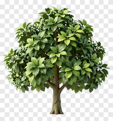 Lush Green Tree PNG