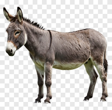 Donkey Standing On Grass PNG