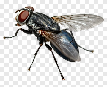 Close-up Of A Blue Fly PNG