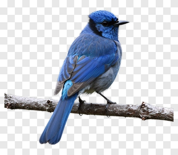 Blue Bird Perched On Branch PNG