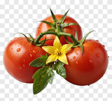 Fresh Tomato With Flower PNG