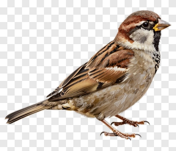 Sparrow In Detail PNG
