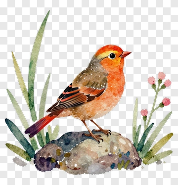 Orange Bird On A Rock PNG