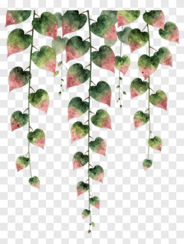 Watercolor Vine With Heart-Shaped Leaves PNG