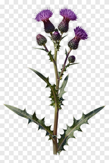 Purple Thistle With Spiky Leaves PNG