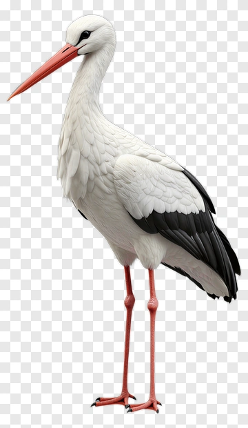 White Stork With Red Beak And Legs PNG