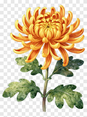 Orange Chrysanthemum With Green Leaves PNG